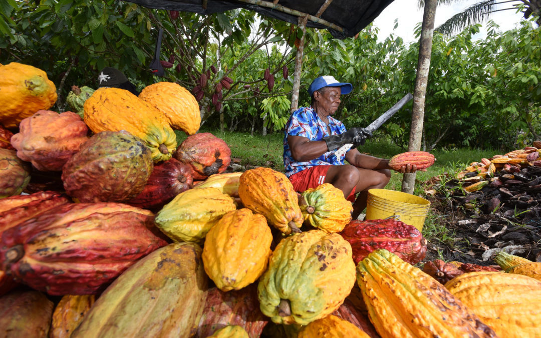 Proyecto de investigación regional busca impulsar desarrollo del cacao para seguir compitiendo en el mercado europeo