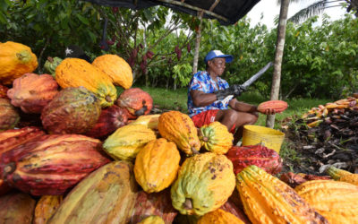 Proyecto de investigación regional busca impulsar desarrollo del cacao para seguir compitiendo en el mercado europeo