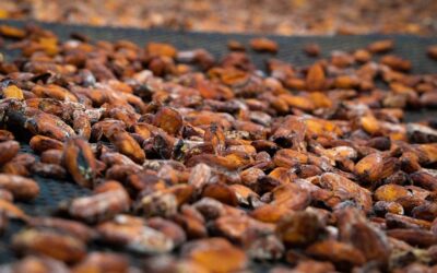 Ingresos del Cacao: Un Análisis Regional en Colombia, Ecuador y Perú