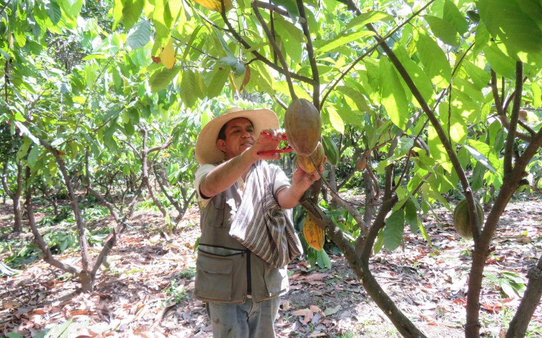 El cacao blanco que se produce en Piura, a 1.000 kilómetros de Lima, es uno de los más famosos y cotizados del país