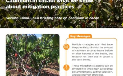 Cadmium in cacao: what we know about mitigation practices