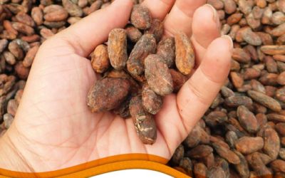 Análisis de la cadena de valor de cacao del Ecuador y percepciones sobre la regulación europea de cadmio en chocolates y otros derivados del cacao y el cambio climático