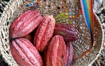 Effects of the EU food safety regulation on cadmium on the cacao value chains of Colombia, Ecuador, and Peru